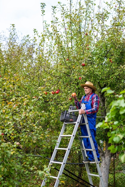 전체적으로 사다리 위에 서서 사과를 들고 있는 농부 자신의 과수원에서 직접 재배한 사과 냄새를 즐기는 농부