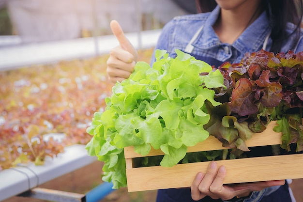 温室内の農家所有者の水耕栽培野菜農場は、バスケットに緑の有機野菜を集めてあなたにプレゼントしました