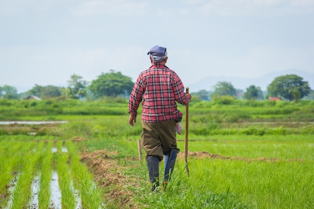 farmer on the paddy rice farmland