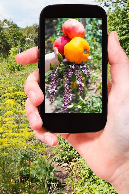 Farmer photographs harvest of tomatoes in garden