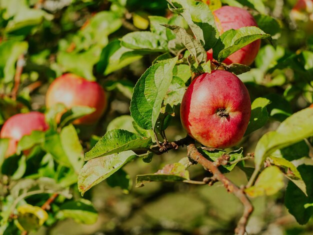 과수원 농장에서 신선한 유기농 사과를 따는 농부 카르파티아 산맥 우크라이나 유럽의 정원에 있는 가지에서 자라는 건강하고 육즙이 많은 과일 현지 음식 가정에서 수확 개념을 생산합니다