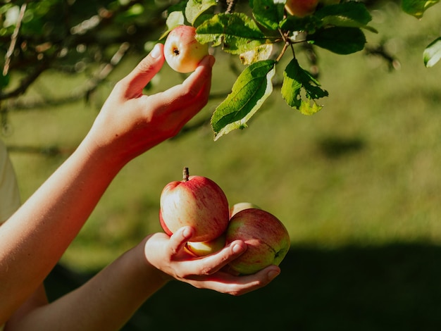 Farmer picking fresh organic apples in orchard plantation Healthy juicy fruits growing in female hands in the garden in Carpathian mountains Ukraine Europe Local food home produce harvest concept