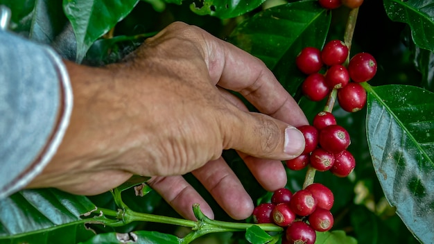 熟したチェリー豆を選ぶ農家。収穫のための熟したサクランボ豆を選ぶコーヒー農家