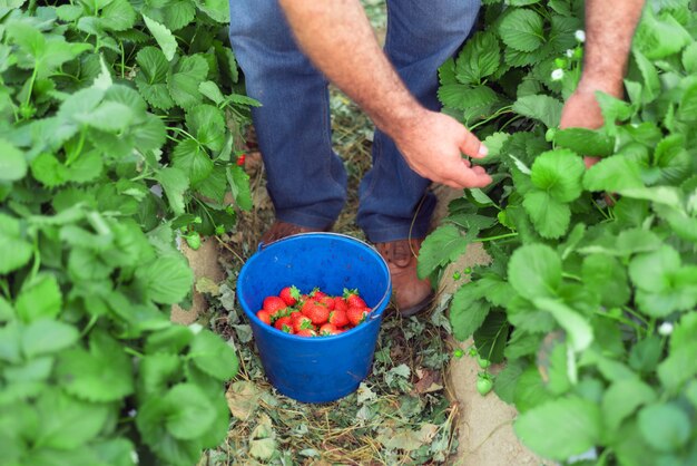 Farmer picking strawberries in a greenhouse