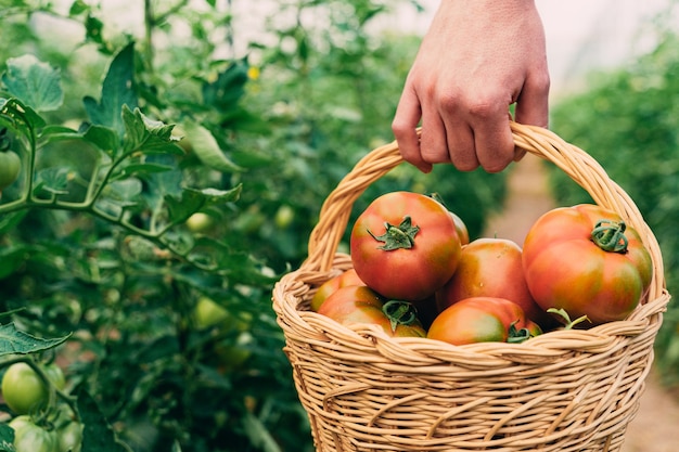 Coltivatore che raccoglie pomodori in un cestino