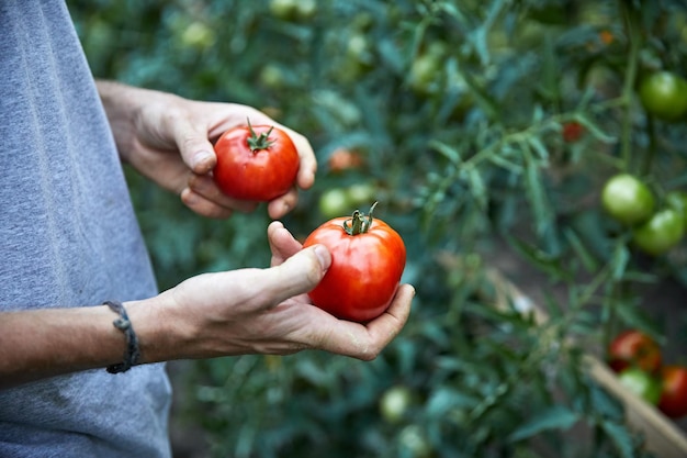Фермер собирает помидоры