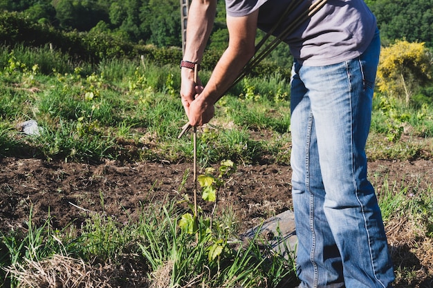 Farmer placing stakes in the vineyard. Work in the vineyard. Copy space.