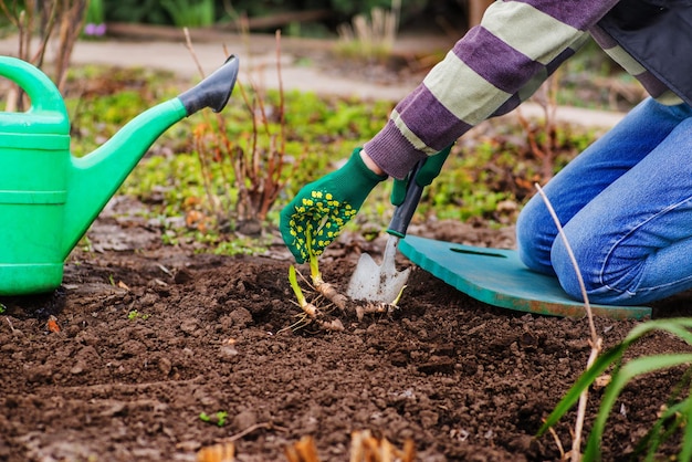 Photo farmer planted green shoots in the garden