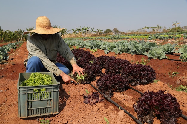 farmer planting cabbage in organic garden.