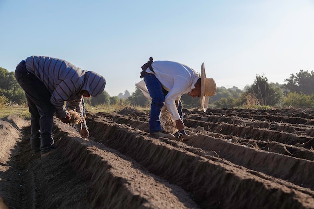 Farmer planting onions for sale