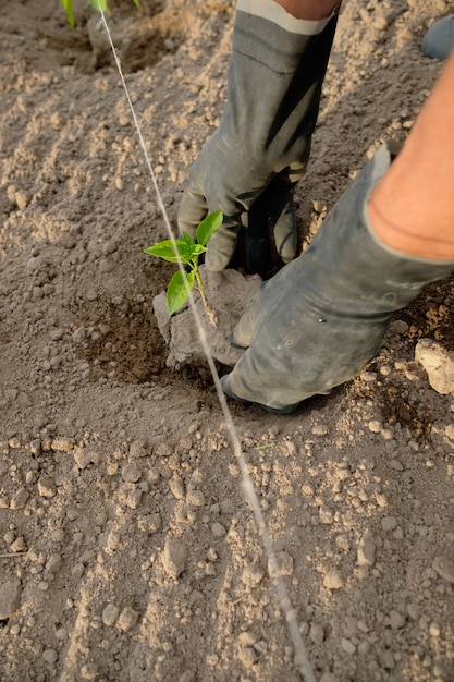 Farmer planting pepper seedlings