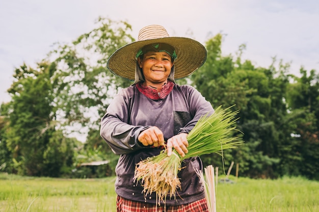 Farmer planting rice in paddy field in the rainy season