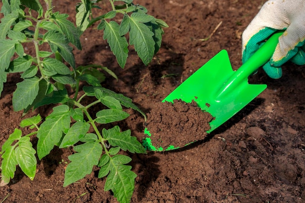 有機栽培の庭にトマトの苗を植える農家庭に若い植物を植える庭に植物を植える庭師の手が地面にトマトの苗を植える選択的な焦点自然