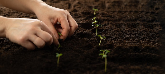 The farmer plants sprouts in the ground Growing vegetable seeds on seed soil in gardening metaphor agriculture concept