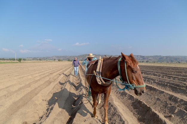 Farmer Plowing the Field with a Horse While Making a Call on His Smartphone