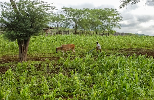 Farmer plowing land with animaldrawn plow in Juarez Tavora Paraiba Brazil Corn planting