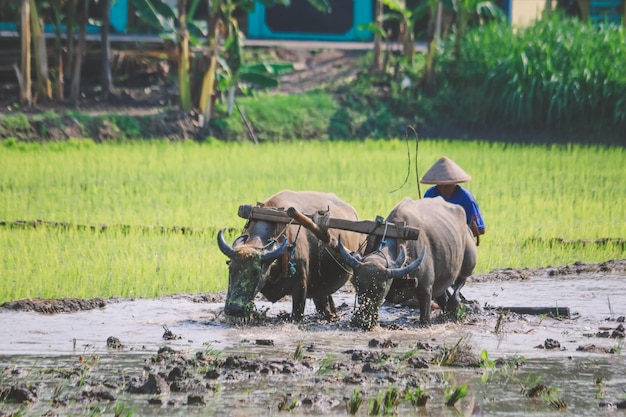 Farmer plowing paddy field with pair oxen or buffalo