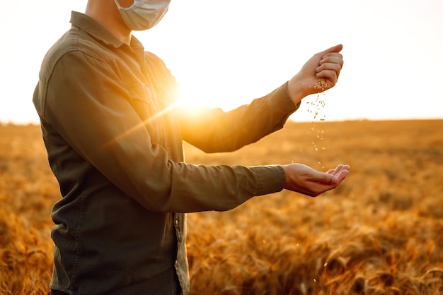 farmer pours grain on a wheat field at sunset Man wearing face mask protect from infection of virus