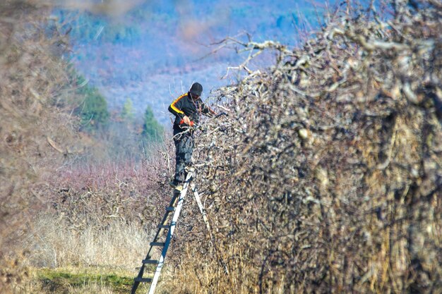 farmer pruning apple orchard on a sunny february day