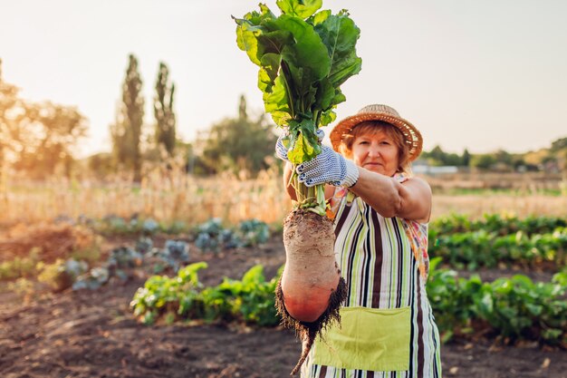 Farmer pulled beetroot out of soil and holding it. Picking vegetables.