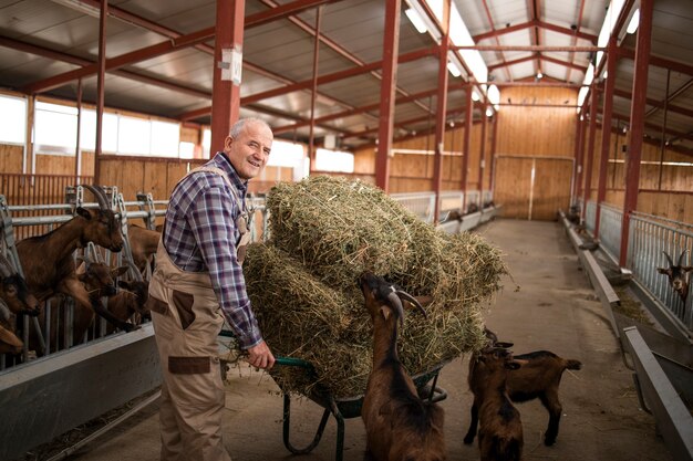 Farmer pushing wheelbarrow with hay food and working in the farmhouse