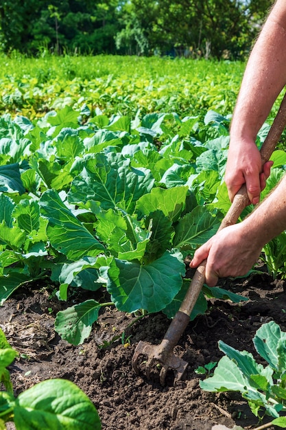 The farmer rakes the soil around the young cabbage. close-up of\
the hands of an agronomist while tending a vegetable garden.