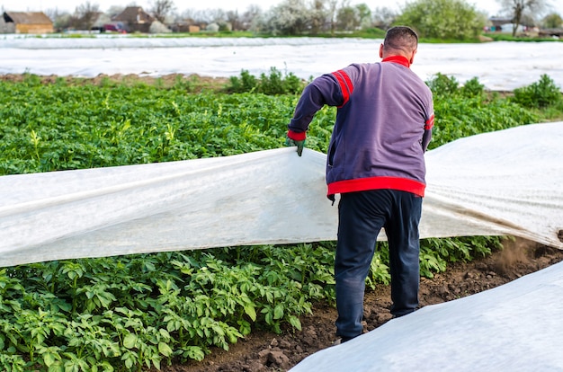 A farmer removes protective agricultural cover from a potato plantation greenhouse effect