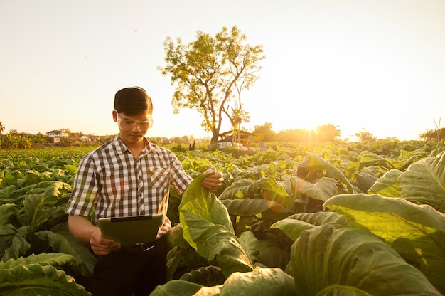 Farmer researching plant in tobacco farm