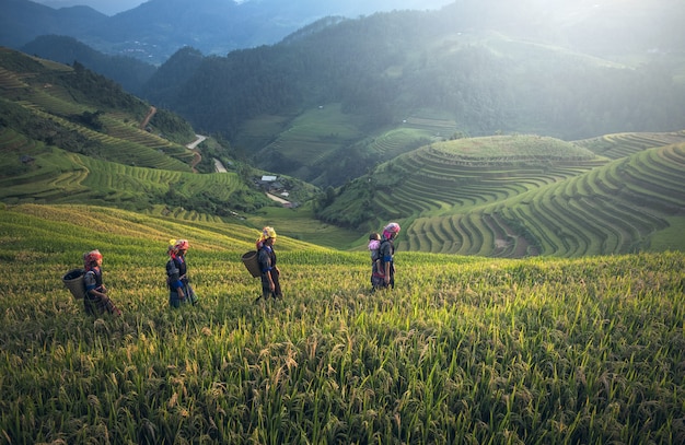 Agricoltore nella terrazza del riso, vietnam