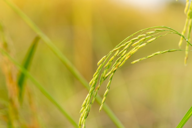 Photo farmer's ear of rice captured during the warm light of the evening.