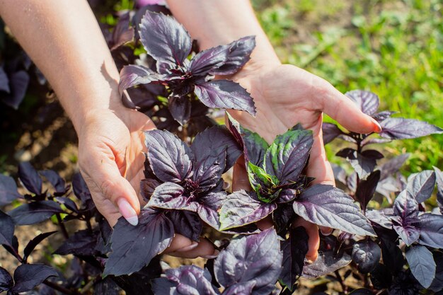 A farmer's female hand tending a purple basil in a garden bed Harvesting healthy food concept