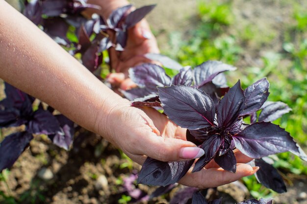 A farmer's female hand tending a purple basil in a garden bed. Harvesting healthy food concept.