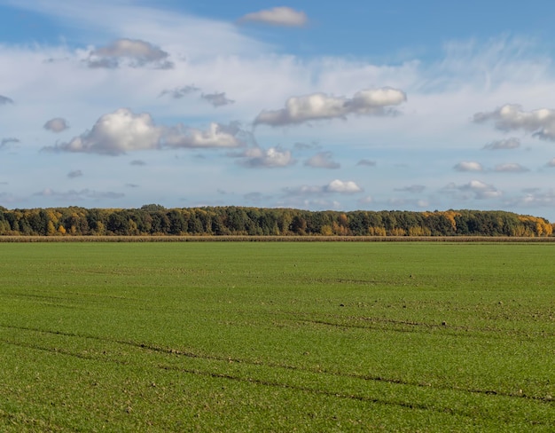 A farmer's field where wheat is grown to harvest grain