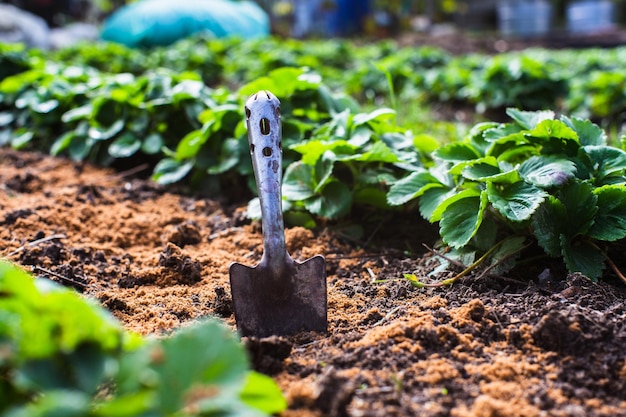 Farmer's garden tool scoop Gardening concept Agricultural work on the plantation