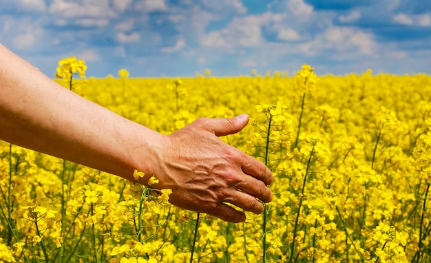 Farmer's hand over harvest of this year