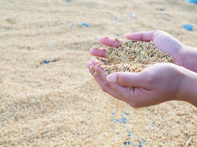 Farmer's hand hold paddy rice 