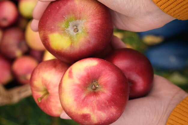 Farmer's Hand Holding Big Red Apples on Apple Basket Background Apple Orchard Harvesting Picking Fresh Organic Fruit Autumnal Crop Fruit Garden at Fall Harvest Autumn Cloudy Day Soft Shadow