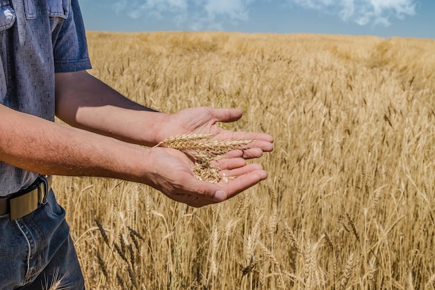 Photo farmer's hand holding wheat ears