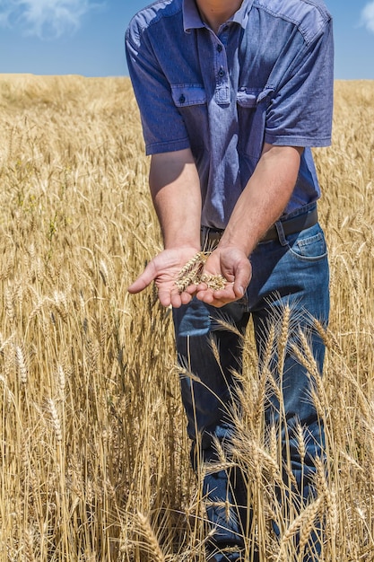 Farmer's hand holding wheat ears