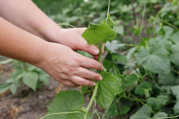 Farmer's hand met groene plant