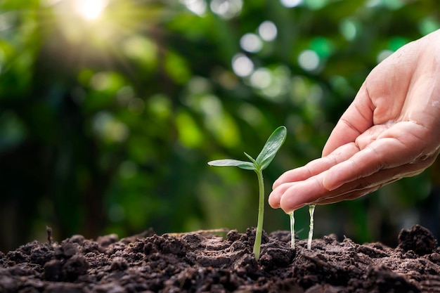 Colture d'acqua della mano dell'agricoltore che crescono da piccoli terreni conservazione