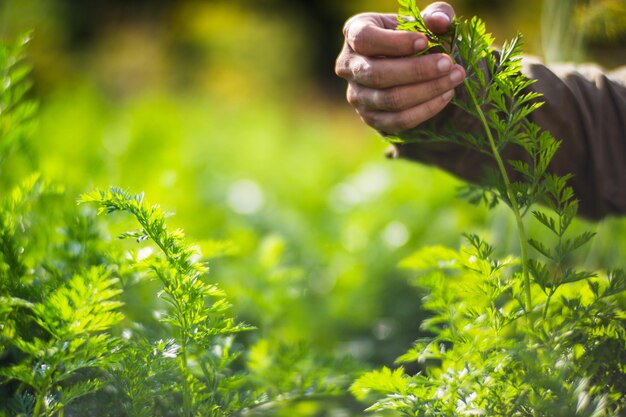 Farmer's hand touches agricultural crops close up Growing vegetables in the garden Harvest care and maintenance Environmentally friendly products