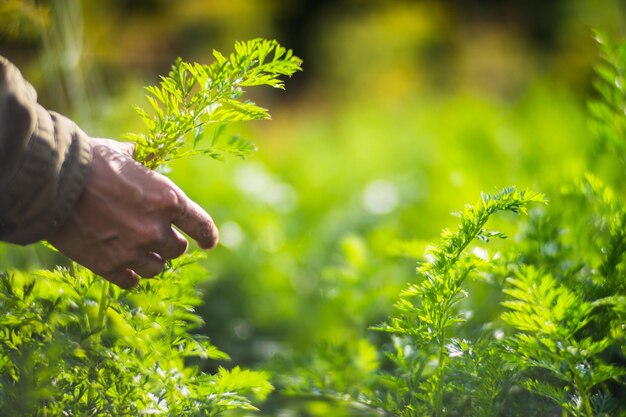 Farmer's hand touches agricultural crops close up Growing vegetables in the garden Harvest care and maintenance Environmentally friendly products