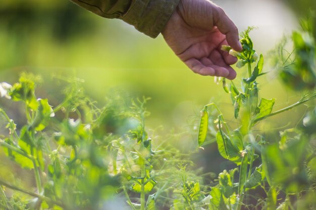 農夫の手がクローズアップで農作物に触れる 庭で野菜を育てる 収穫の世話とメンテナンス 環境に優しい製品