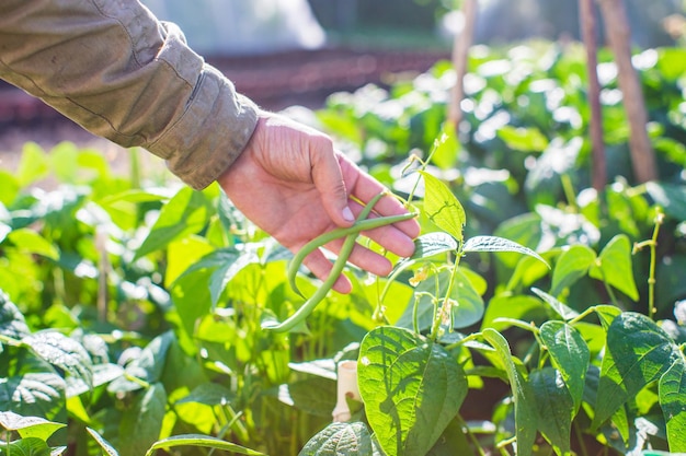 農夫の手がクローズアップで農作物に触れる 庭で野菜を育てる 収穫の世話とメンテナンス 環境に優しい製品