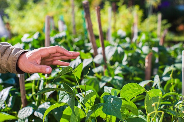 Farmer's hand touches agricultural crops close up Growing vegetables in the garden Harvest care and maintenance Environmentally friendly products