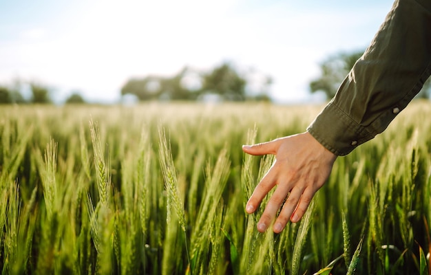 Farmer's hand touching young ears of green crop Ripening ears of wheat field