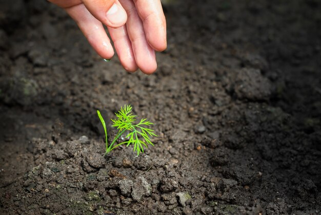 Photo farmer's hand watering a young plant slow motion. a new life, a man holds in his hand a sprout with leaves in the ground, wet with drops.