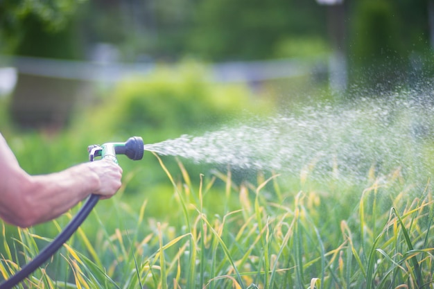 Farmer's hand with garden hose and gun nozzle watering vegetable plants in summer gardening concept agriculture plants growing in bed row