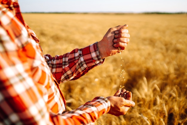 Farmer's hands Close-up pours a handful of wheat grain on a wheat field. Agriculture concept.